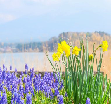 Mavi bahar çiçekleri