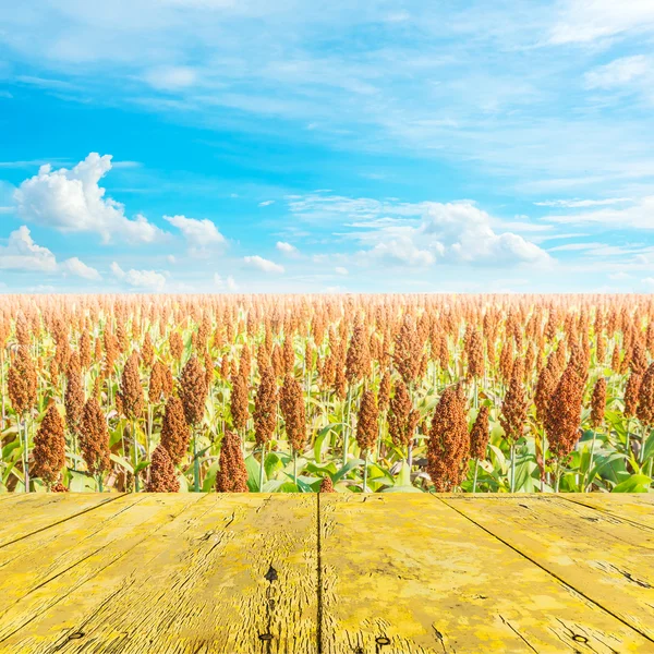 Bilden av sorghum fältet och klarblå himmel för bakgrunden användning . — Stockfoto