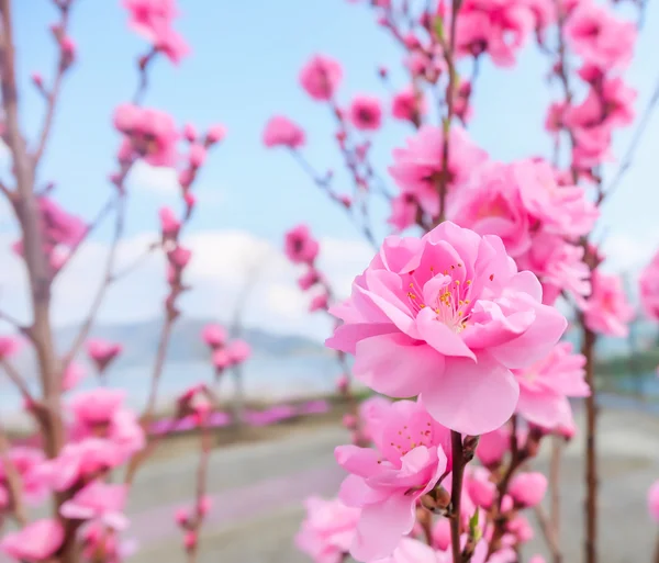 Bilden av plommon blomma med blå himmel bakgrund. — Stockfoto