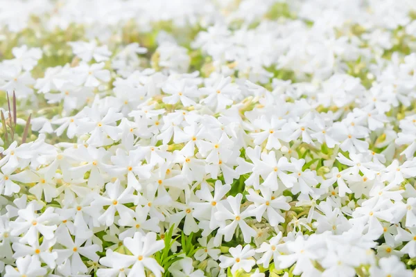 Flores blancas . —  Fotos de Stock