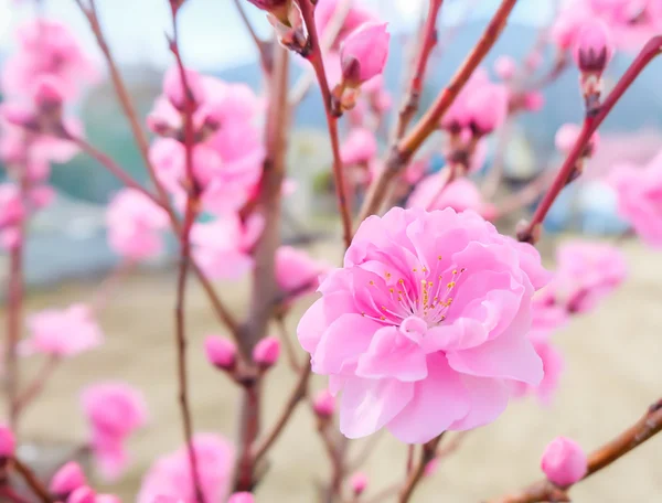 青い空を背景に梅の花の画像 — ストック写真