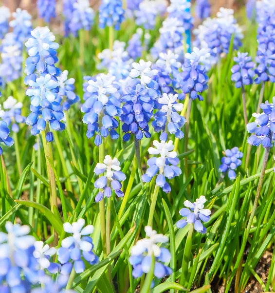 Flores de primavera azuis — Fotografia de Stock