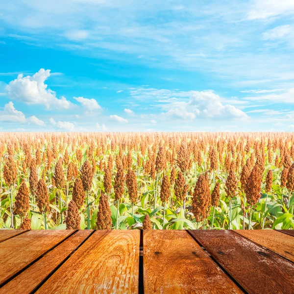 Afbeelding van sorghum veld en heldere blauwe hemel voor achtergrond gebruik . — Stockfoto