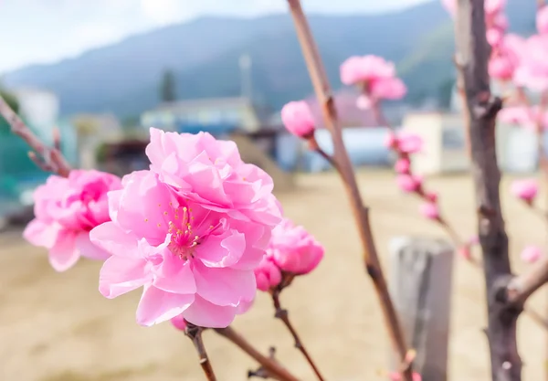 Bild Der Pflaume Blume Mit Blauem Himmel Hintergrund — Stockfoto