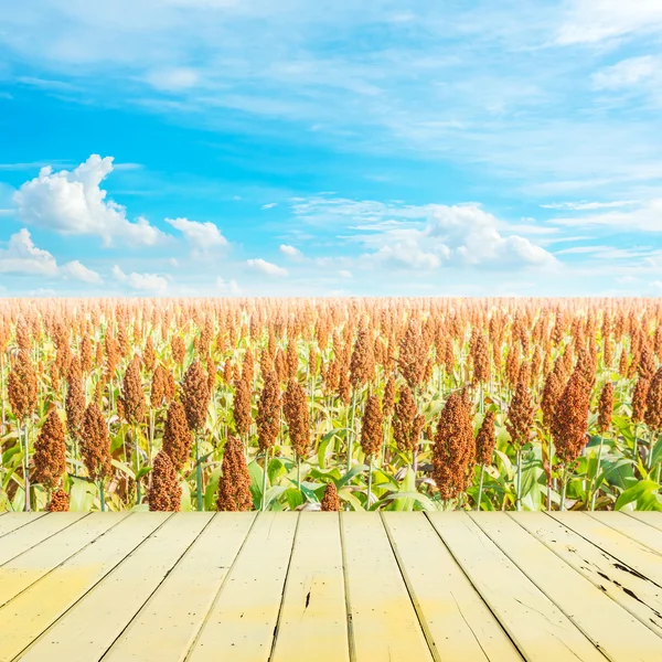 Afbeelding van sorghum veld en heldere blauwe hemel voor achtergrond gebruik . — Stockfoto