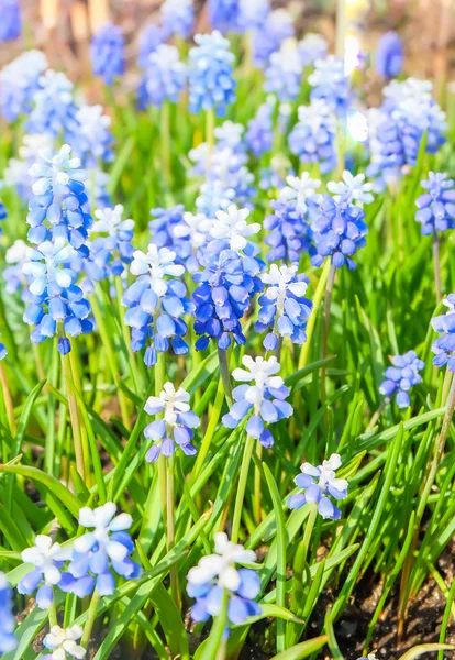 Flores azules de primavera —  Fotos de Stock