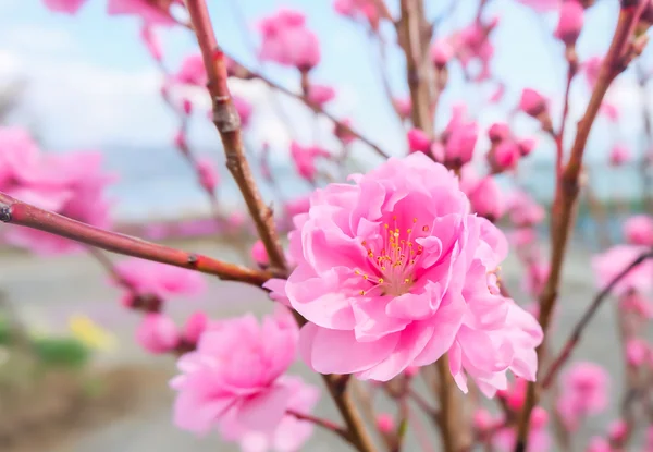 Bild Der Pflaume Blume Mit Blauem Himmel Hintergrund — Stockfoto