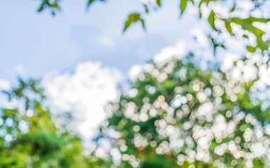 Ağaç yeşili arkaplanının soyut Bokeh 'inin bulanık resmi .