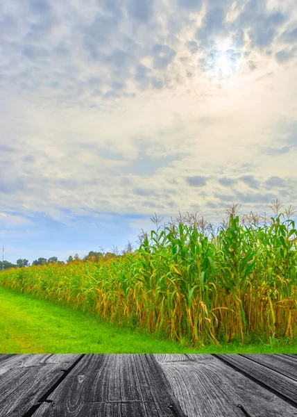옥수수 필드와 하늘의 배경 이미지 — 스톡 사진