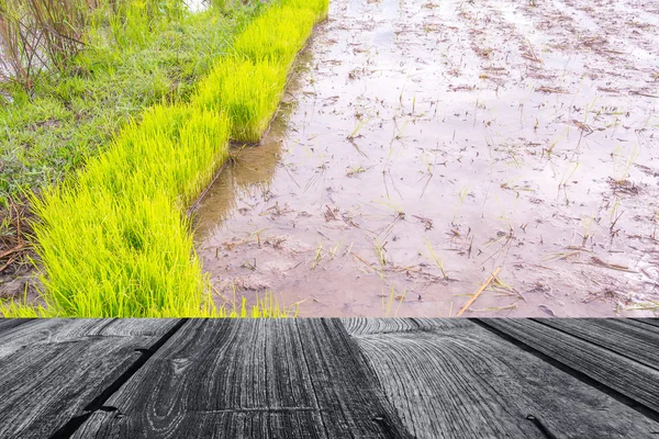 Rice field image — Stock Photo, Image