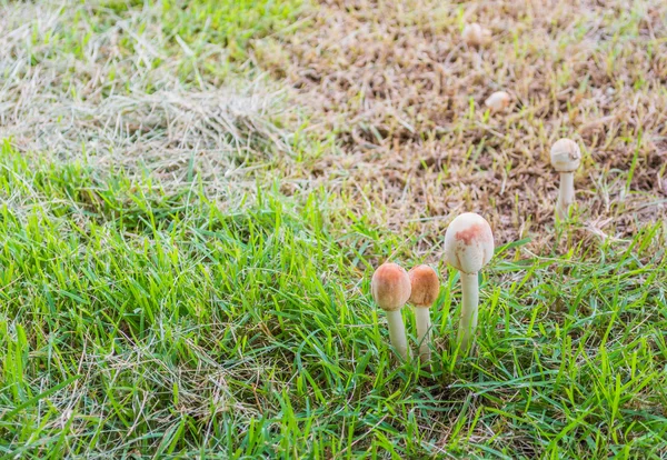 Champignons poussant dans l'herbe — Photo