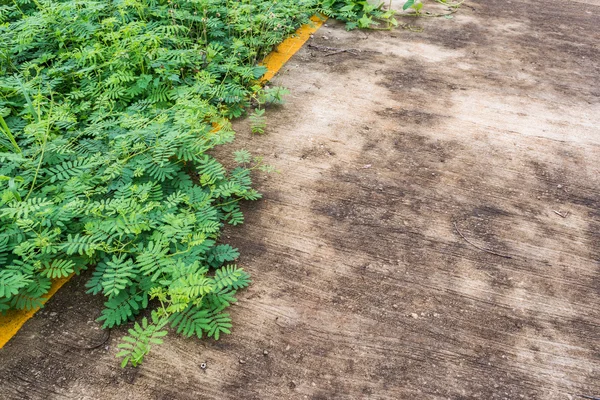 Imagen Planta Sensible Camino Sucio —  Fotos de Stock