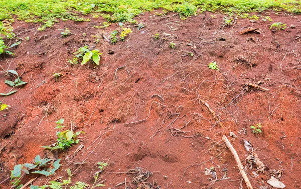 görüntü için arka plan kullanım toprak cliff üzerinde büyüyen bitkinin.