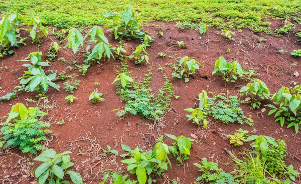 Imagen Planta Que Crece Acantilado Del Suelo Para Uso Fondo —  Fotos de Stock