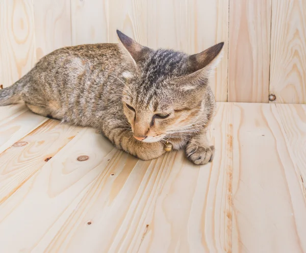 Ahşap arka plan üzerinde kedi — Stok fotoğraf