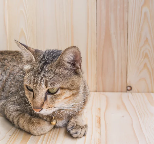 Ahşap arka plan üzerinde kedi — Stok fotoğraf