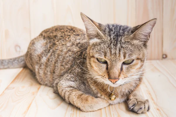 Image Brown Color Thai Cat Lying Wood Floor Background — Stock Photo, Image