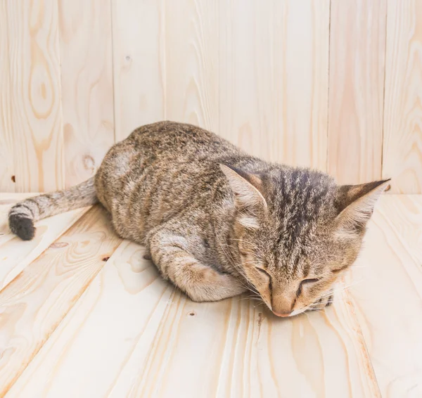 Image Brown Color Thai Cat Lying Wood Floor Background — Stock Photo, Image