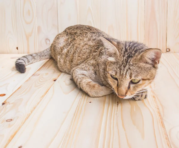 Ahşap arka plan üzerinde kedi — Stok fotoğraf
