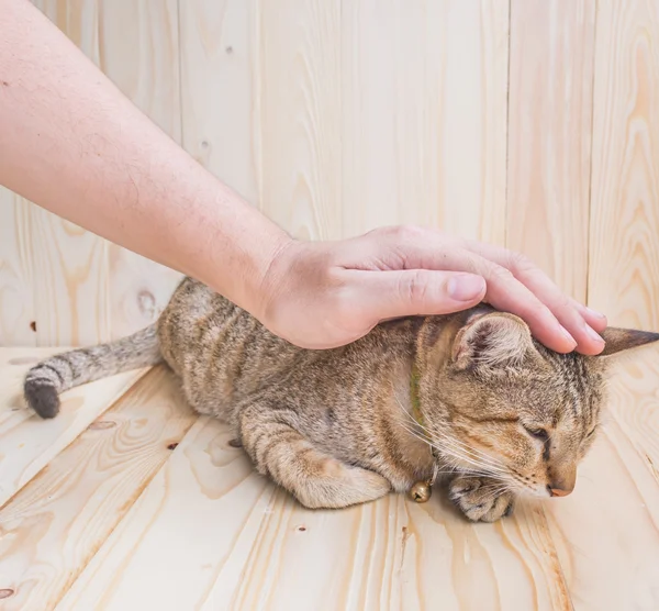 Kedi ve ahşap arka plan üzerinde insan eli — Stok fotoğraf