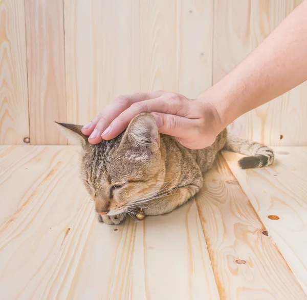 Şirin Kedi Başkanı Kahverengi Ahşap Masa Arka Plan Üzerinde Okşayarak — Stok fotoğraf