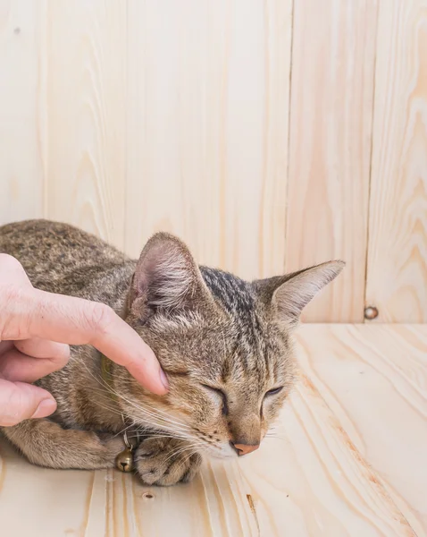 Hand Person Stroking Head Cute Cat Brown Wood Table Background — Stock Photo, Image