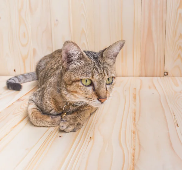 Kat op hout achtergrond — Stockfoto