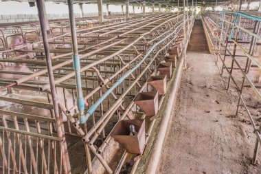 kapalı pis domuz çiftliği paddock ile uzun pozlama görüntü .