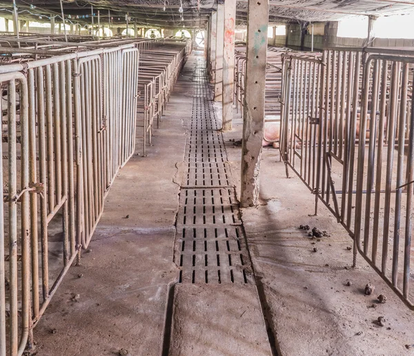 Langzeitbelichtung Bild Von Indoor Schweinemast Mit Koppel — Stockfoto