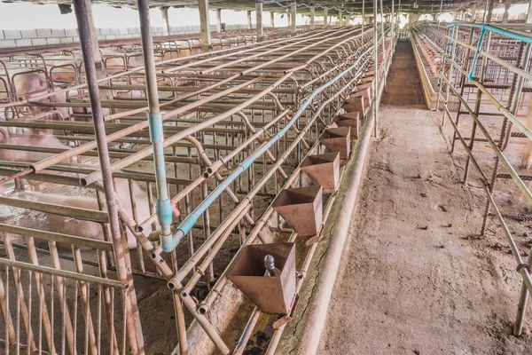 Langzeitbelichtung Bild Von Indoor Schweinemast Mit Koppel — Stockfoto