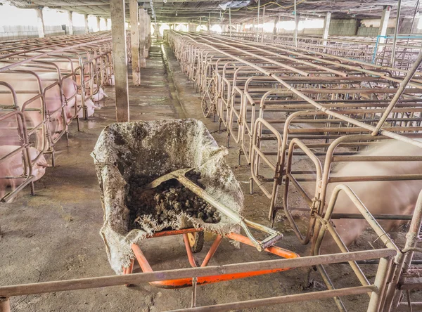 Kapalı Pis Domuz Çiftliği Paddock Ile Uzun Pozlama Görüntü — Stok fotoğraf