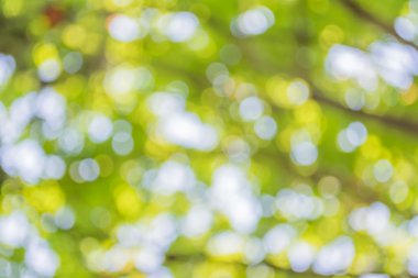 Ağaç yeşili arkaplanının soyut Bokeh 'inin bulanık resmi.