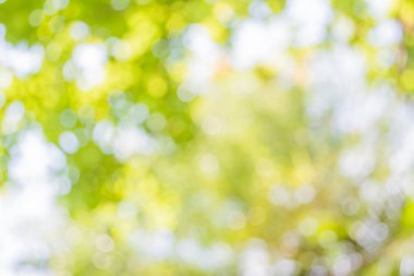 Ağaç yeşili arkaplanının soyut Bokeh 'inin bulanık resmi.