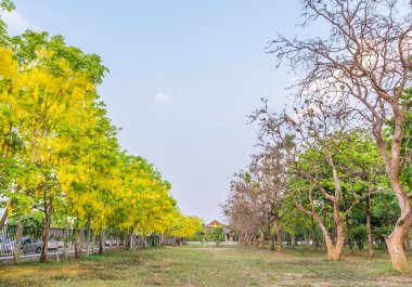 görüntü arka plan kullanım için Chiang Mai Tayland altın duş çiçek (Cassia fistül).