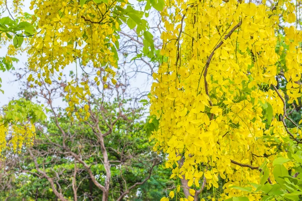 Bild Einer Goldenen Duschblume Cassia Fistel Chiang Mai Thailand Zur — Stockfoto