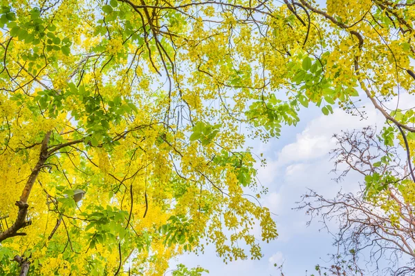 Εικόνα Του Λουλούδι Χρυσή Ντους Cassia Συρίγγιο Τσιάνγκ Μάι Ταϊλάνδη — Φωτογραφία Αρχείου