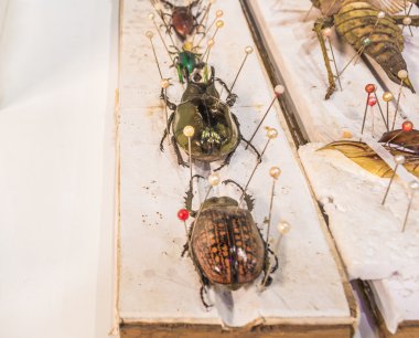 Kelebek yaban arıları ve iğneli böceklerin koleksiyonu.