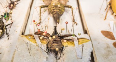 böceği kelebek eşekarısı ve böcekler genel olarak koleksiyon 