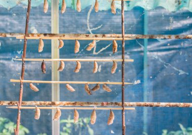 Kelebek Pupa görüntü 