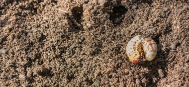 Yerde gergedan böcek larvası resmi var..