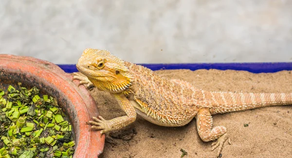 Dragón barbudo en la arena — Foto de Stock