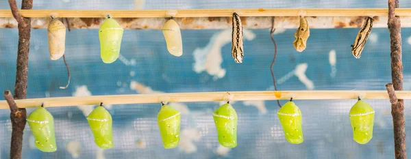 Afbeelding Van Butterfly Pupa Hangen Houten Stok — Stockfoto