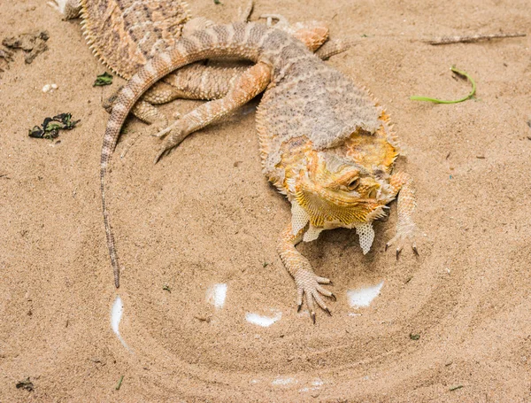 Bearded Dragon on sand — Stock Photo, Image