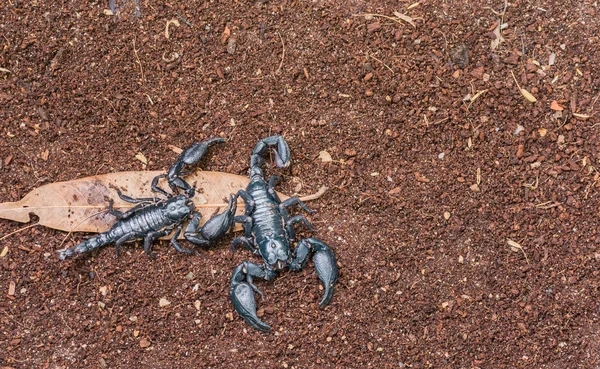 Image of scorpion — Stock Photo, Image