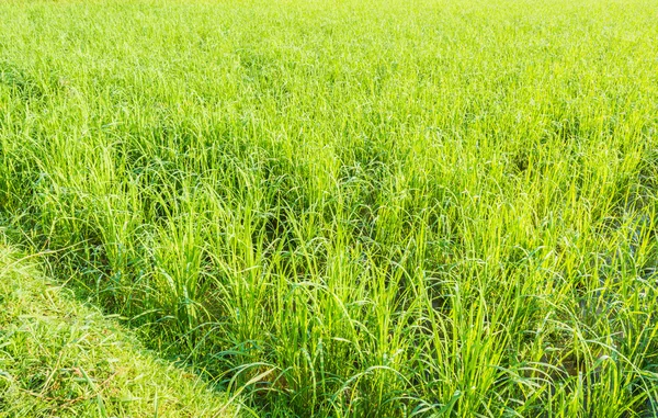 Immagine Campo Riso Verde Durante Giorno — Foto Stock