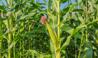 Mısır alan ve mavi gökyüzü arka plan görüntü.