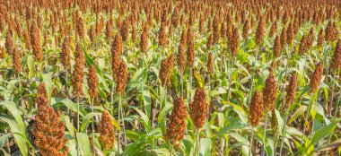 görüntü alanında sorgum bitkilerin .