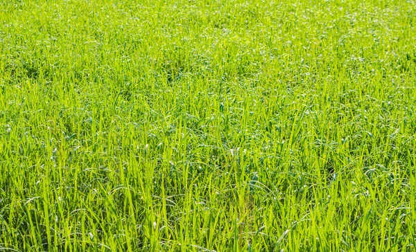 Beeld Van Groene Rijst Veld Dagtijd — Stockfoto