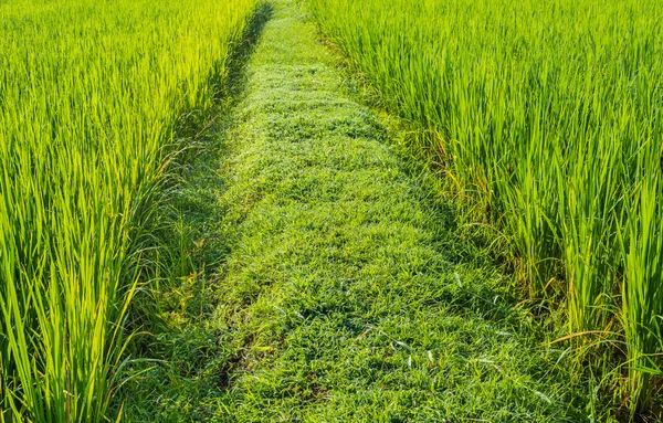绿色稻田上一天时间的形象 — 图库照片