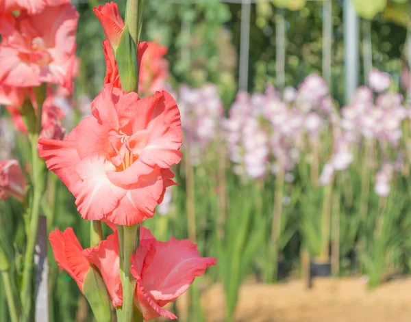 形象的橙色唐菖蒲花在花园里 — 图库照片